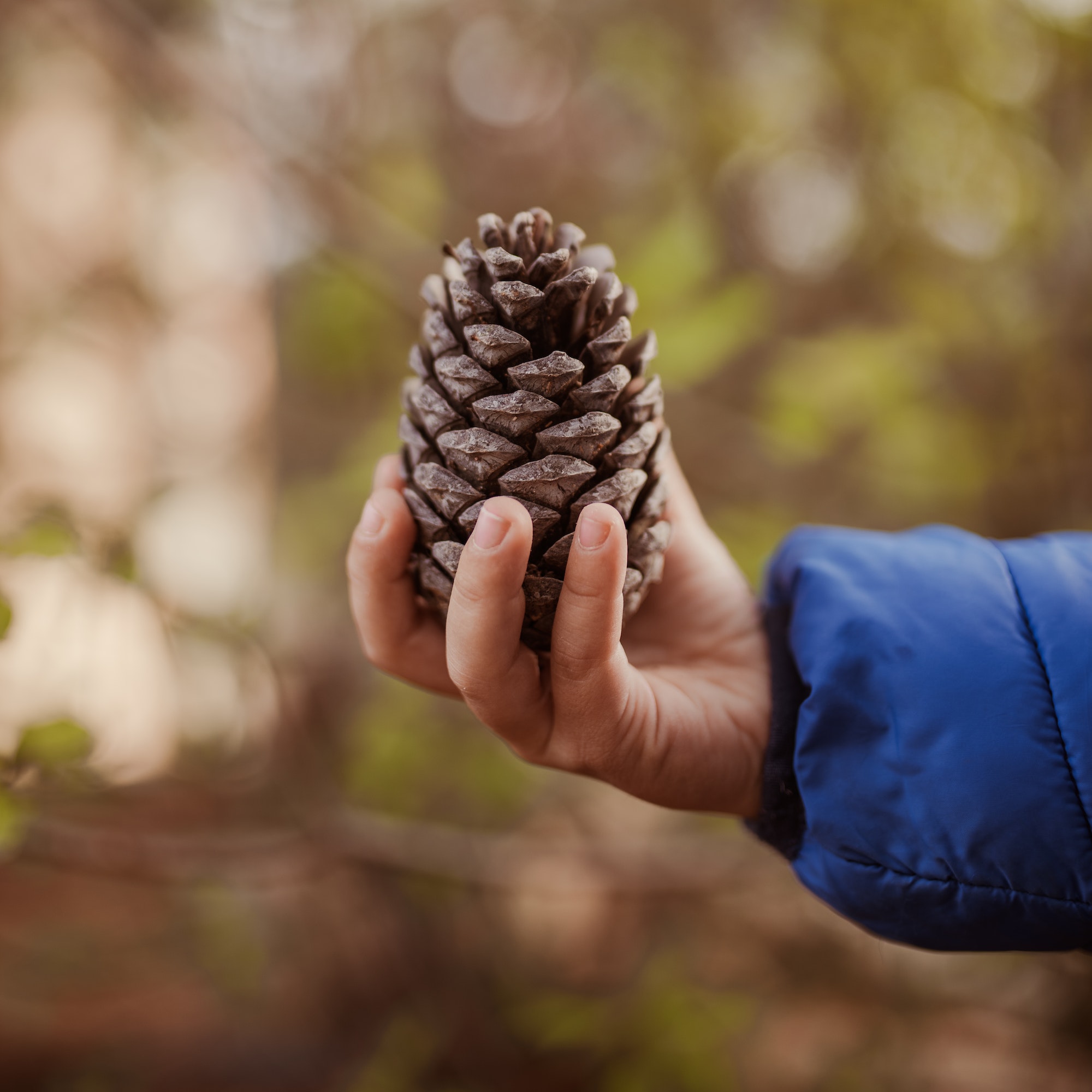 Closeup shot of a child's hand holding a pine cone. El Olivo Nature & Life Actividades extraescolares en la naturaleza para niños en Finestrat, Alicante